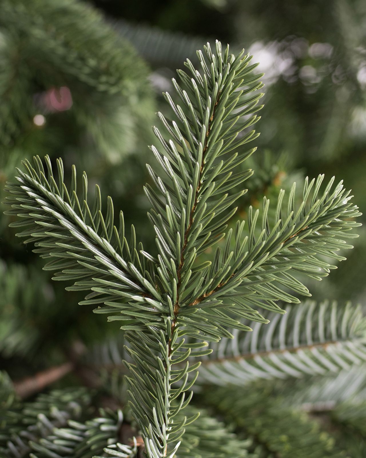 Árvore De Natal Com Micro LED Embutida